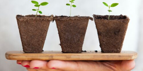 Lead nurturing for sales directors represented by three growing plants